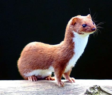 Weasel: Facts You Should Know Before Getting A Weasel Pet