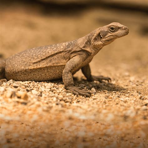 Common Chuckwalla | Tulsa Zoo