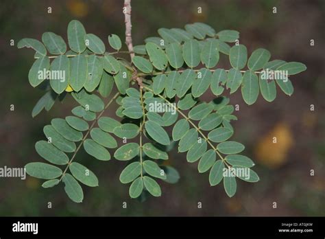 Tanner s Cassia leaf Stock Photo - Alamy