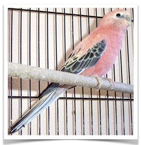 Buy Rosy Bourke's Parakeets Online Novan Bird's For Sale