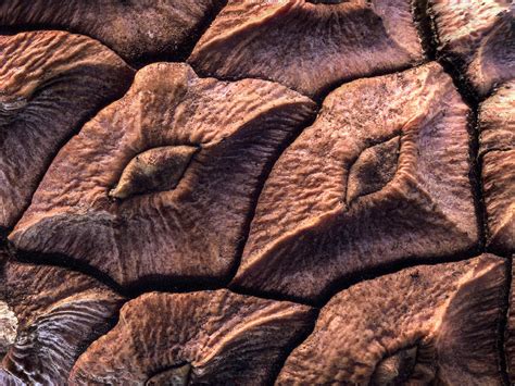 Pine Cone Closeup Photograph by Jean Noren