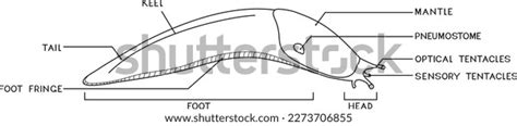 Coloring Page External Anatomy Slug Structure Stock Vector (Royalty Free) 2273706855 | Shutterstock