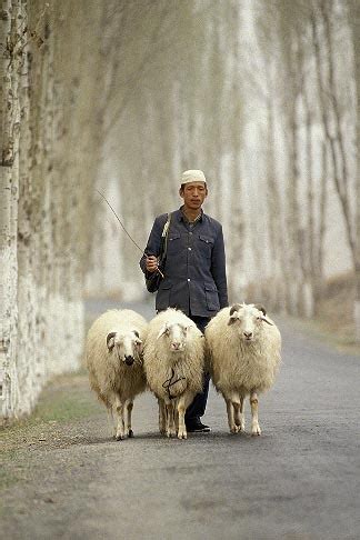 Sheep that REALLY Follow Their Shepherd - Our Rabbi Jesus