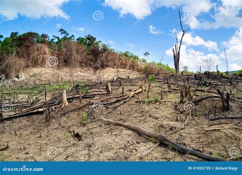 Deforestation In The Philippines Stock Image - Image: 41053739