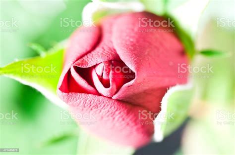 Single Red Rose Bud Stock Photo - Download Image Now - Beauty In Nature ...