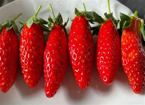 Super Sweet Chili-Shaped Strawberry Seeds🍓