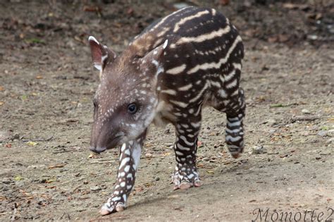 Charming baby tapir by Momotte2 on DeviantArt