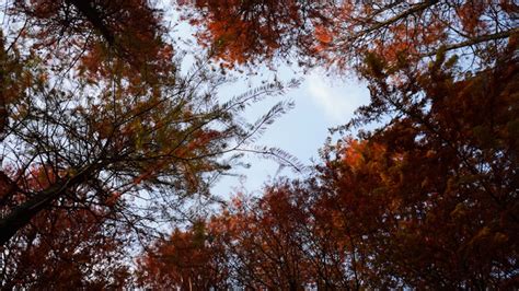 The Beautiful Artistic Conception Of Winter In The Redwood Forest,Shot ...