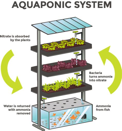 Aquaponics is a system that combines hydroponics , soil-less agriculture, and aquaculture within ...