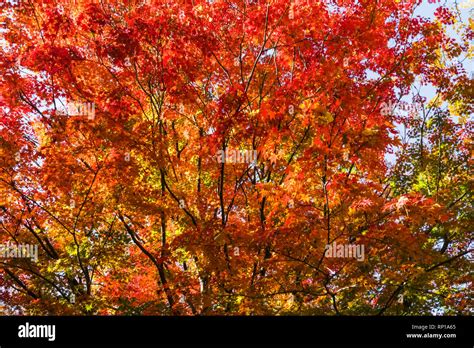 Japan, Honshu, Tokyo, Hibiya, Hibiya Park, Autumn Leaves Stock Photo - Alamy