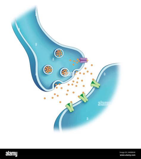 Synapse and neurotransmitters Stock Photo - Alamy