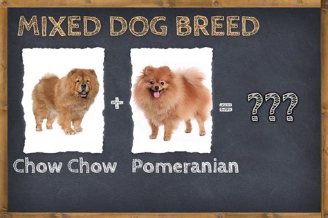 Chow Chow Pomeranian Mix (Pom Chow) Info, Pictures, & Facts | ZooAwesome