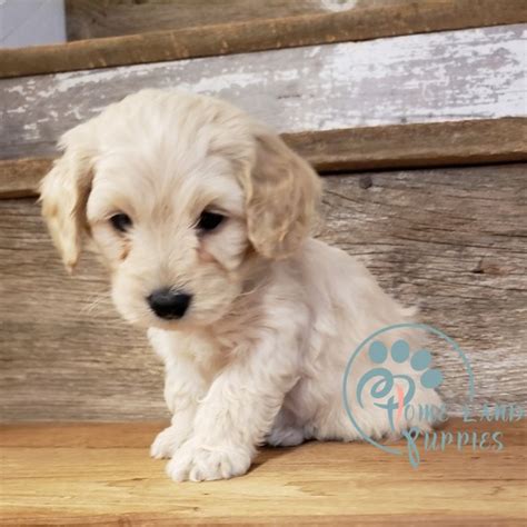 Goldendoodle puppies near me - medium goldendoodle puppies for sale