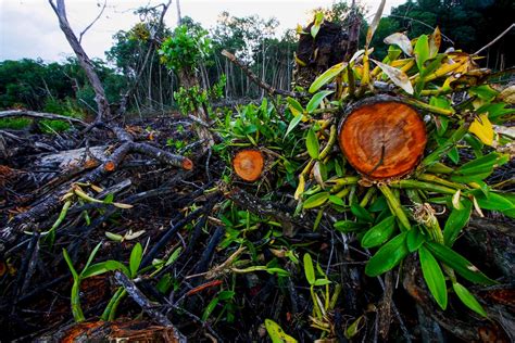 Mangroves in peril in Belize - Christian Ziegler - Photojournalist