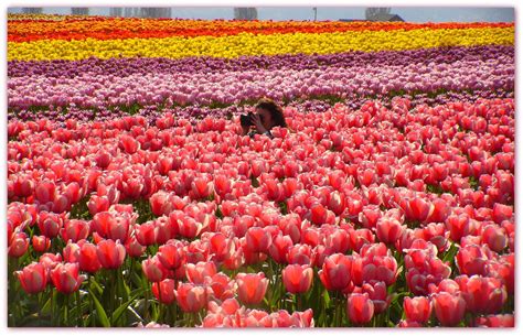 WATCH: 4K drone's-eye view of massive tulip fields - Boing Boing