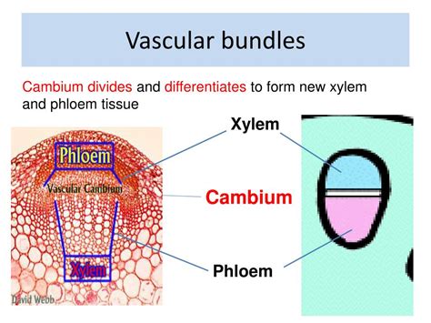 PPT - Vascular bundles PowerPoint Presentation, free download - ID:1710731