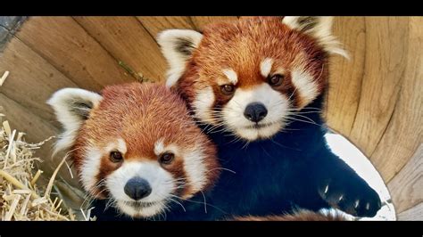 CHINA's new red pandas. - YouTube