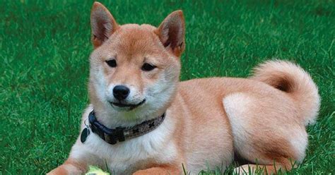 Shiba Inu Price – How Much Do They Cost & Why?