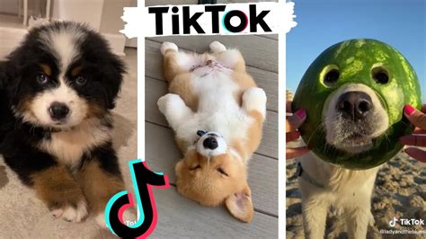 Funny DOGS of TikTok ~ Cute Puppies ~ Best Doggos of TIK TOK ~ Dog ...