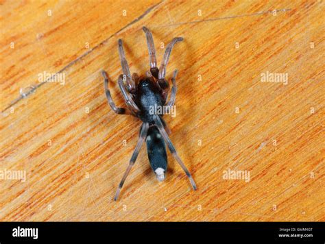 White-tailed Spider (Lampona sp.) is a venomous spider with a painful ...