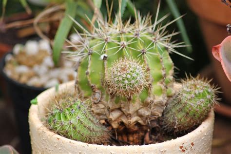 Gardening in Africa: Echinopsis cactus