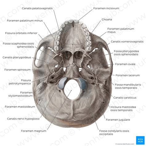 Inferior base of the skull - Foramina, fissures, and canals (Latin ...