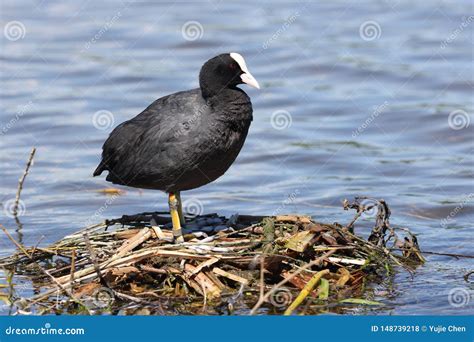 A Eurasian Coot Standing on the Nest. Stock Photo - Image of black, family: 148739218