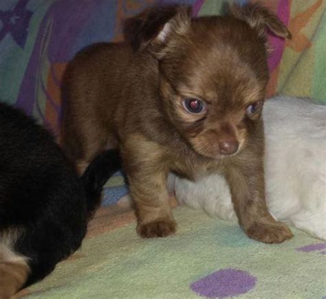 Long Coat Chihuahua Puppies! for Sale in Honolulu, Hawaii Classified ...