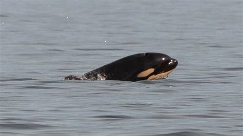 Newborn orca calf spotted near Tofino | CBC News