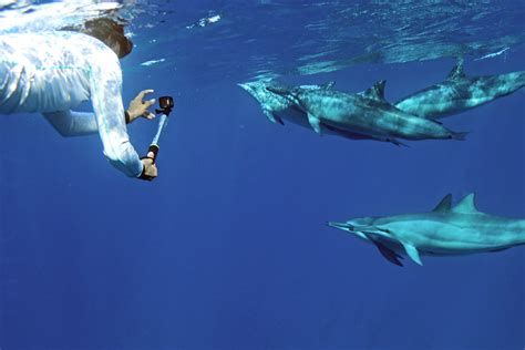 Oahu Dolphin Swim Tour Invests $1 Million on New Boat and Reflects on its 30-Year History