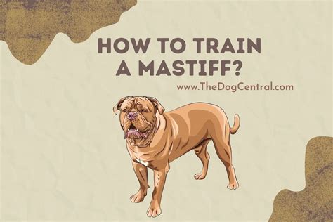 How to Train a Mastiff? | The Dog Central