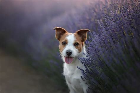 Is Lavender Safe For Dogs? - Happy Samoyed