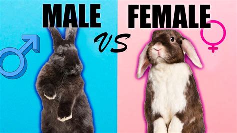 Male Rabbits VS Female Rabbits: The Differences - YouTube