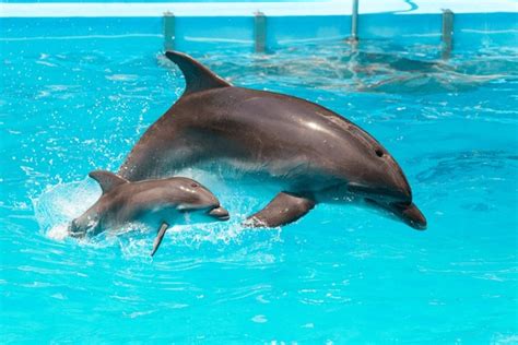 Dolphin Baby Jumping Royalty-Free Images, Stock Photos & Pictures | Shutterstock