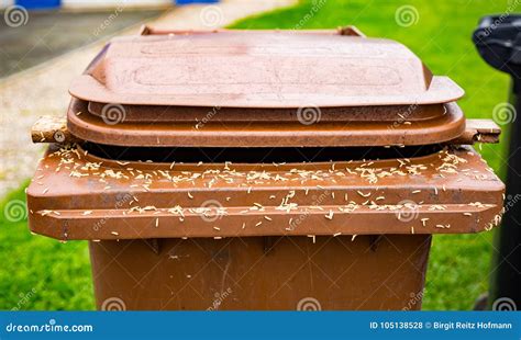 Maggots stock photo. Image of away, meat, separation - 105138528