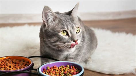 Wet vs. Dry Cat Food: Which is Best for Your Cat? - CareCredit