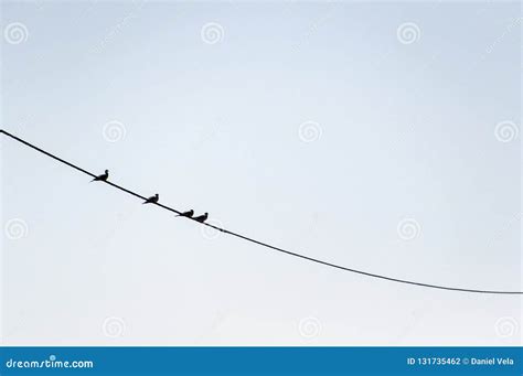 Four birds on a wire stock photo. Image of birds, view - 131735462