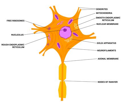 Download structure of neuron - analyticsgar