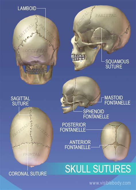 The Axial Skeleton Human Anatomy Review Sheet 8 14 - Pruitt Aftere38