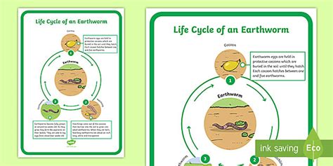 Life Cycle of an Earthworm Poster | Twinkl Display Resource