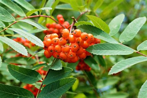 Premium Photo | Red berries on tree branch