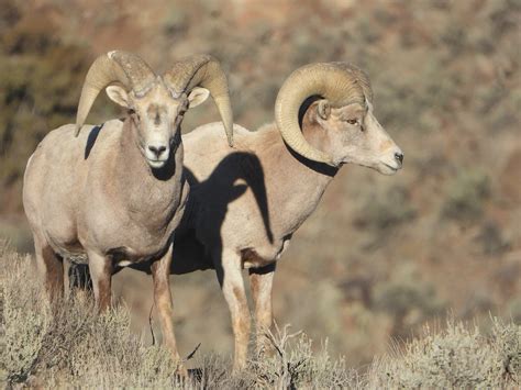 Nevada's State Animal: Desert Bighorn Sheep