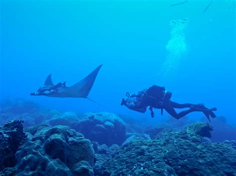 Nursery For Giant Manta Rays Discovered In Gulf Of Mexico | NCPR News