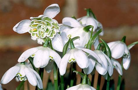 Double Snowdrops in the green Galanthus Flore Pleno - Snowdrops in the green