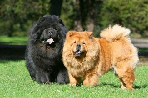 Top 10 Most Expensive Dog Breeds In The World Pets Feed