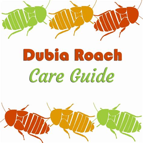 Dubia Roach Care Guide - The Bug Shed