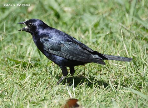 Aves de Mendoza: Tordo renegrido(Molothrus bonariensis)