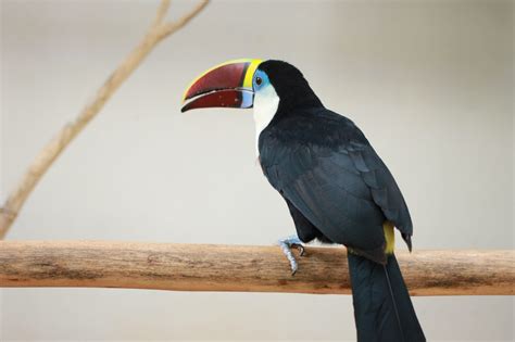 White Throated Toucan - Facts | Habitat | Diet and Everything about it: