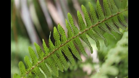 How To Propagate Monarch Fern | Home and Garden Reference