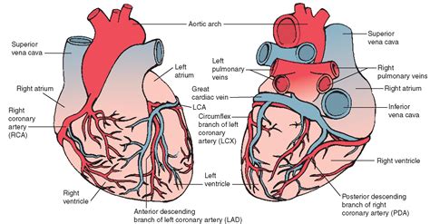 Coronary Vessels; Coronary Arteries; Sinus Node Artery